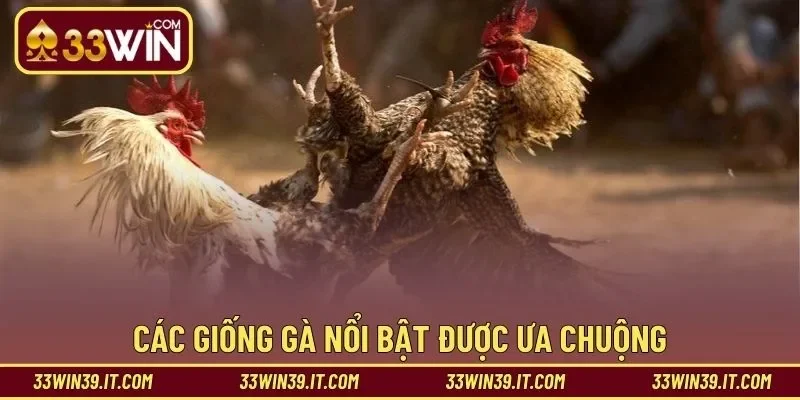 Các giống gà nổi bật được ưa chuộng theo địa phương