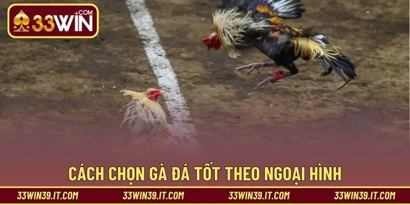 Cách chọn gà đá tốt theo ngoại hình
