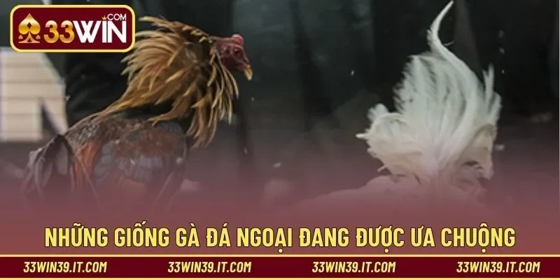 Gợi ý những giống gà đá ngoại đang được ưa chuộng