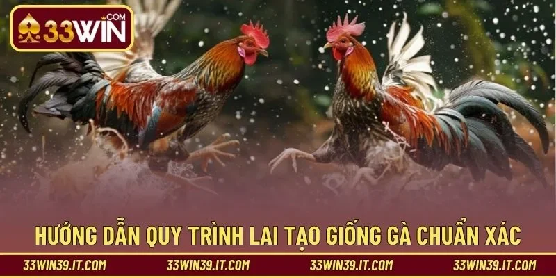 Hướng dẫn quy trình lai tạo giống gà chuẩn xác