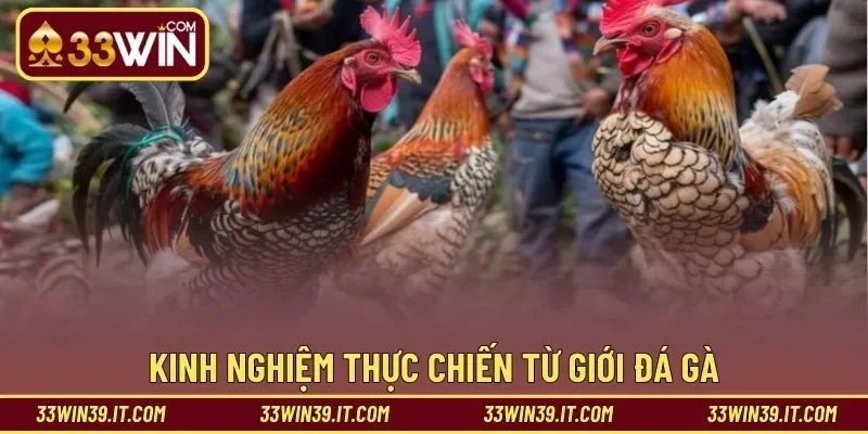 Kinh nghiệm thực chiến từ giới đá gà chuyên nghiệp