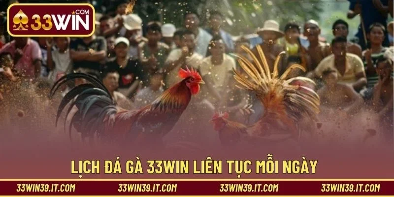 Lịch đá gà 33WIN liên tục mỗi ngày