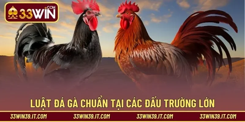 Luật đá gà chuẩn tại các đấu trường lớn